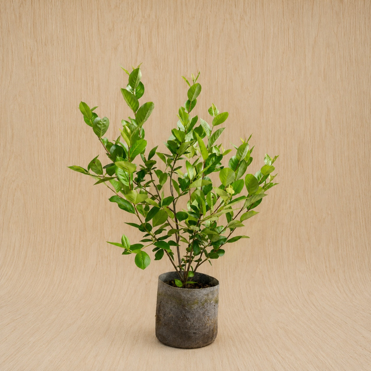 Black Chokeberry (Potted)