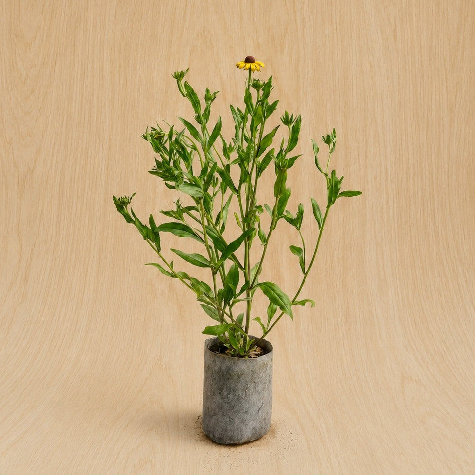 Black-Eyed Susan (Potted)