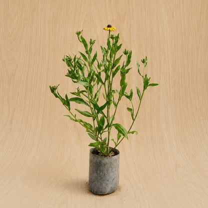 Black-Eyed Susan (Potted)