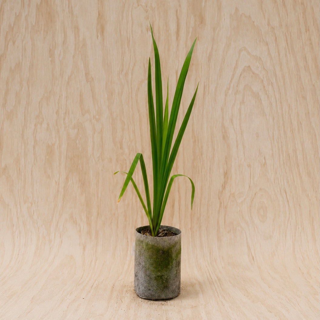 Blue Flag Iris (Potted)