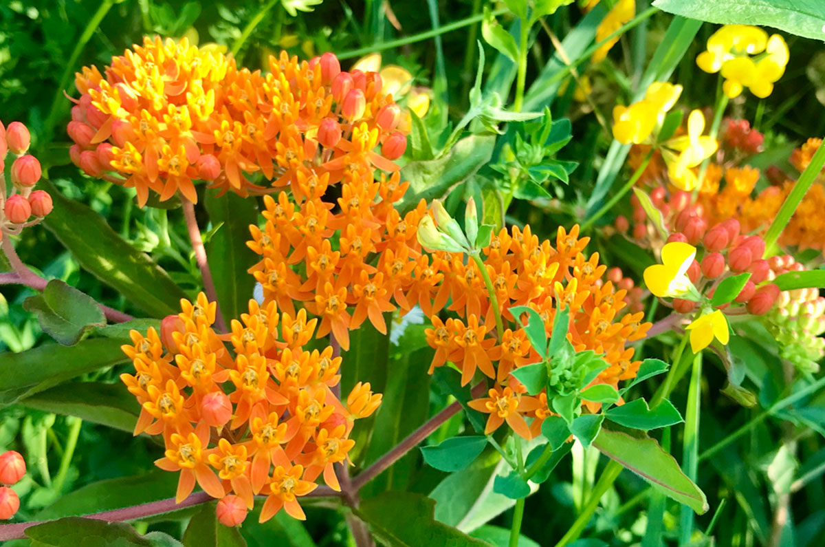 Milkweed, Butterfly (Potted)