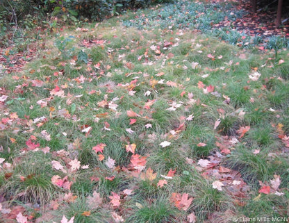 Sedge, Appalachian (Potted)
