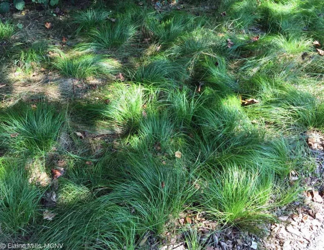 Sedge, Pennsylvania (Potted)