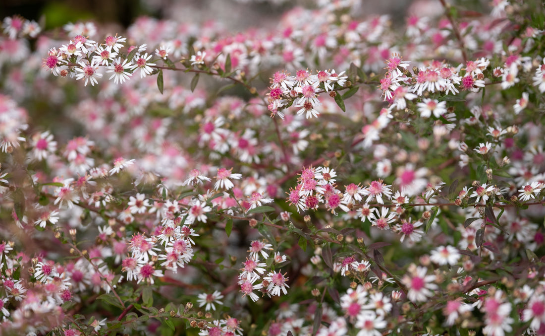 Aster, Calico (Potted)