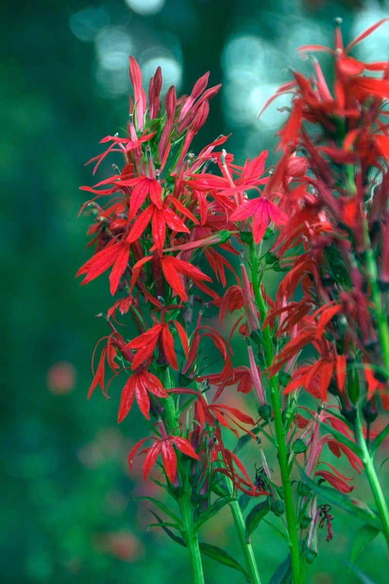 Cardinal Flower (Potted)