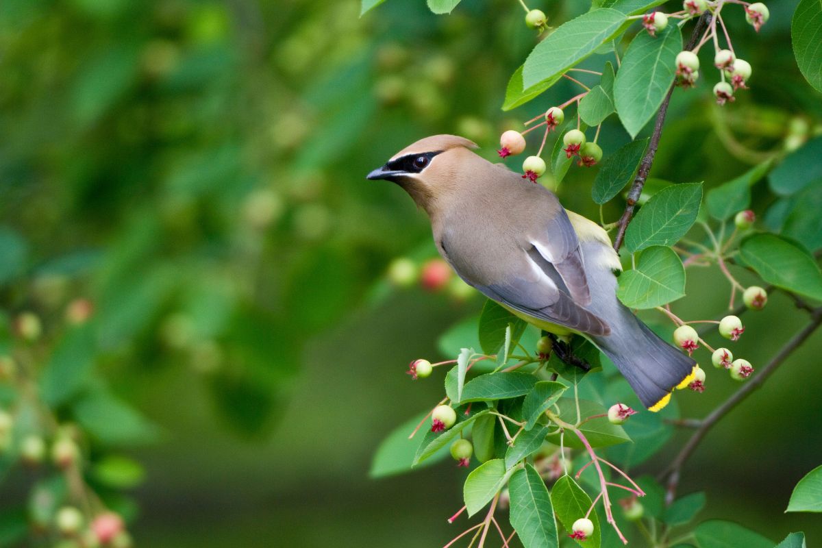 Serviceberry (Potted)