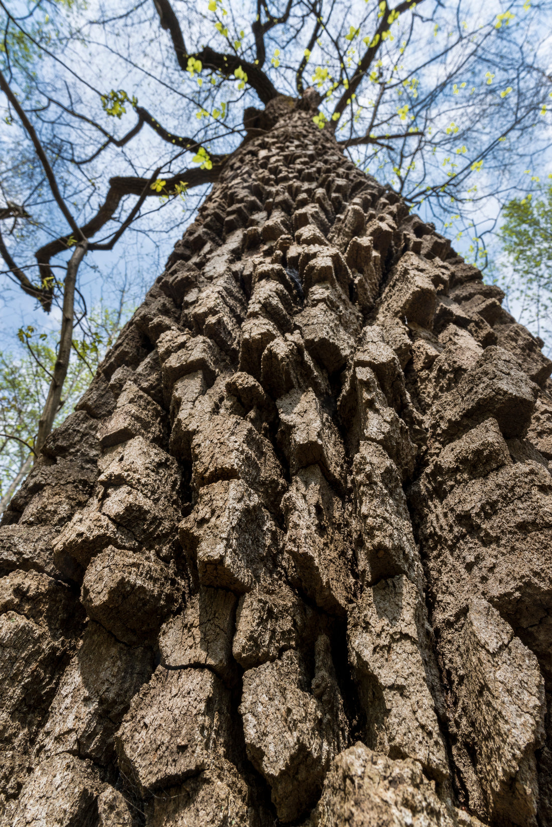 Bark of Quercus montana 