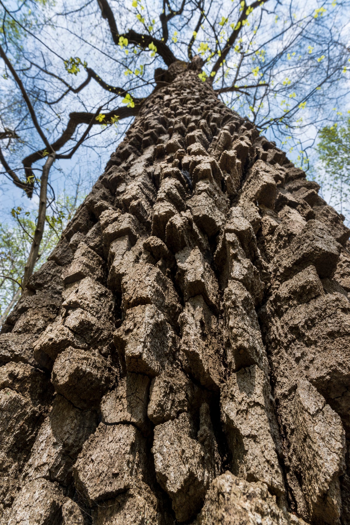 Bark of Quercus montana 