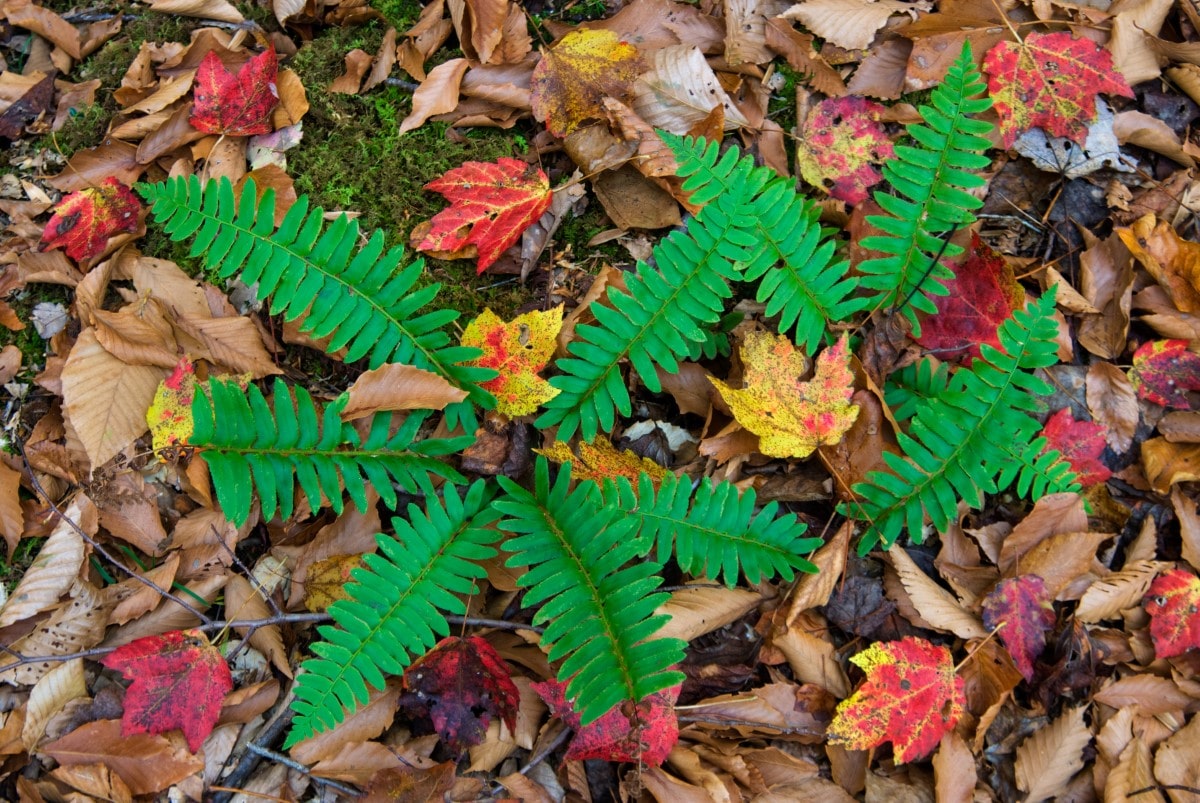 Fern, Christmas (Potted)