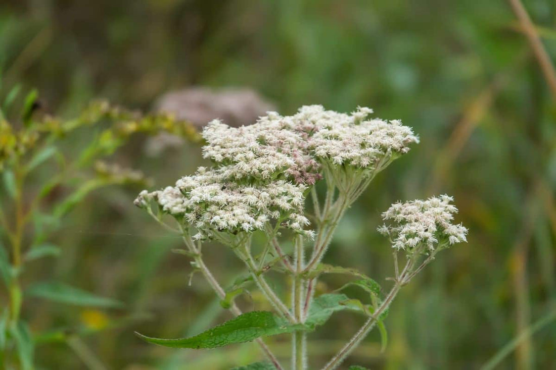 Boneset (Potted)