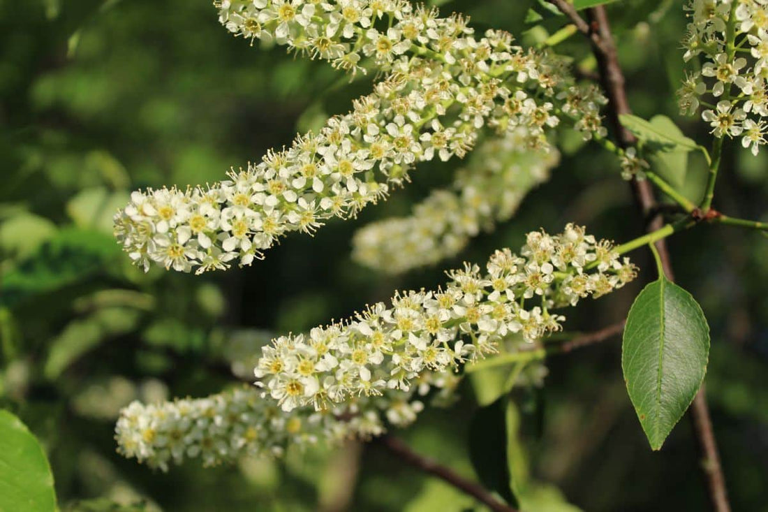 Chokecherry (Potted)
