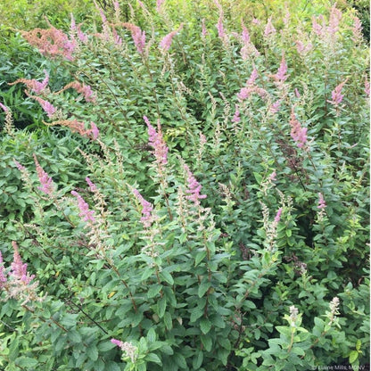 Steeplebush (Potted)