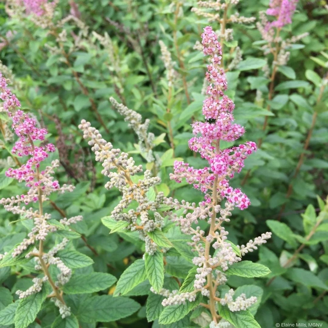 Steeplebush (Potted)