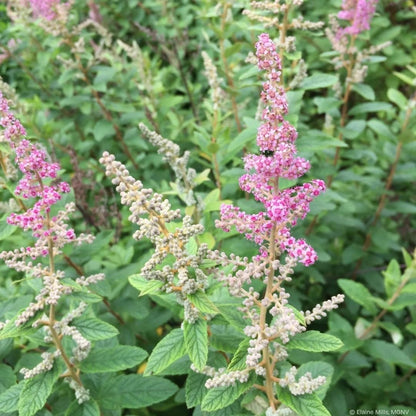 Steeplebush (Potted)