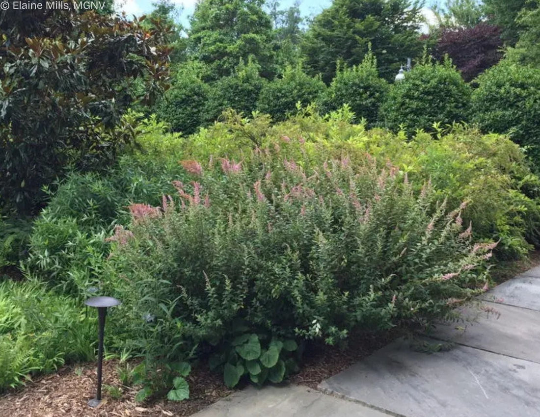 Steeplebush (Potted)