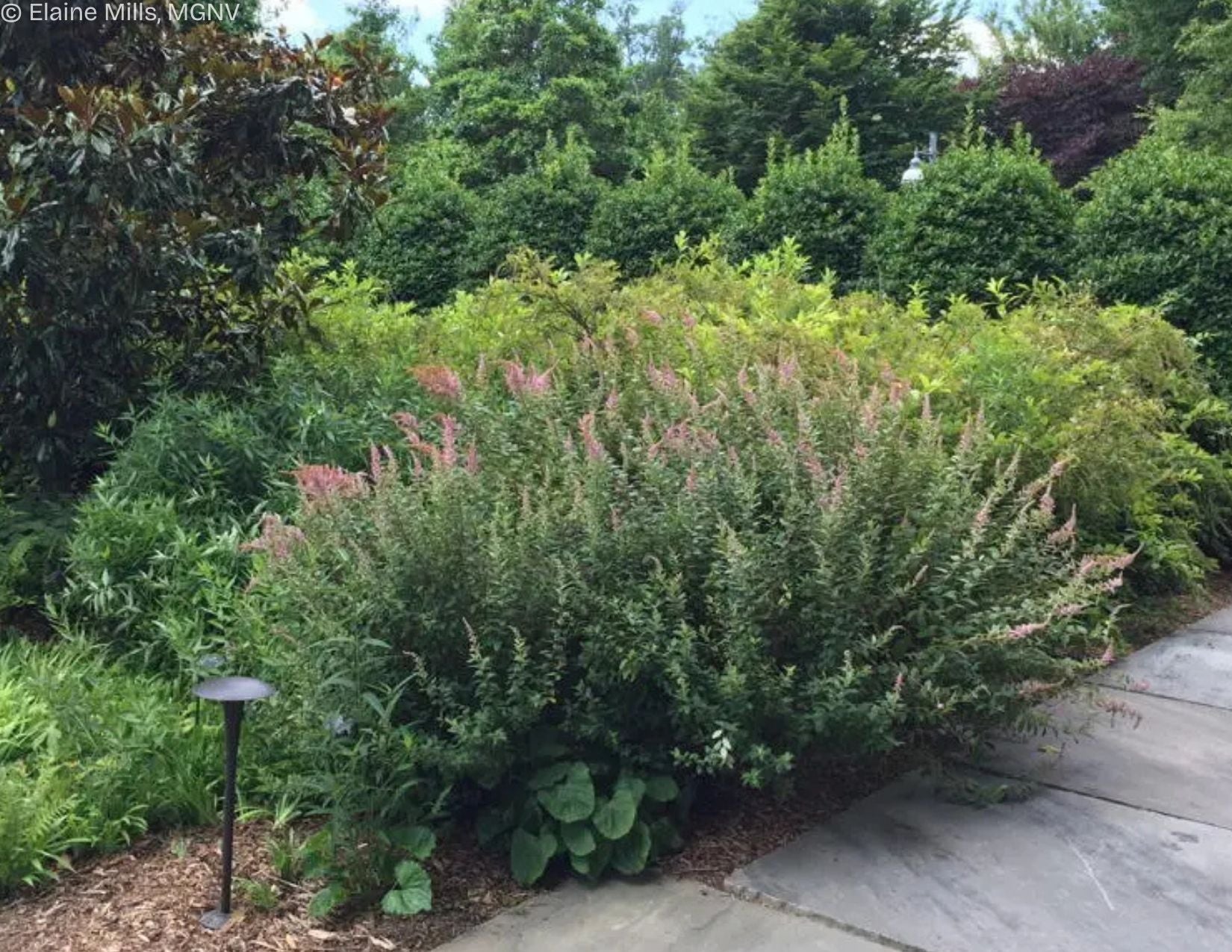 Steeplebush (Potted)