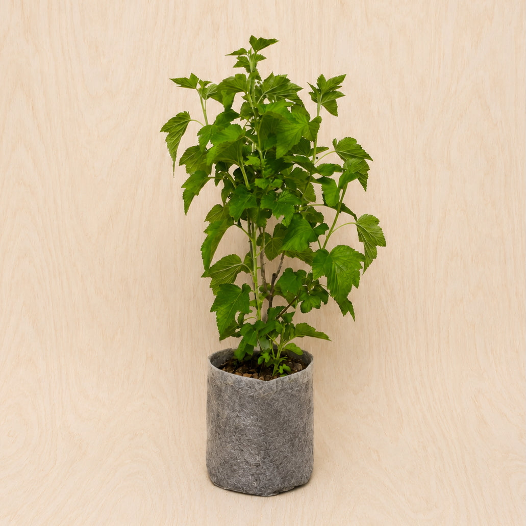 Currant, Black (Titania) (Potted)