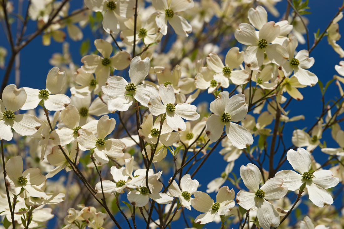 Cornus florida in bloom