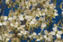 Cornus florida in bloom