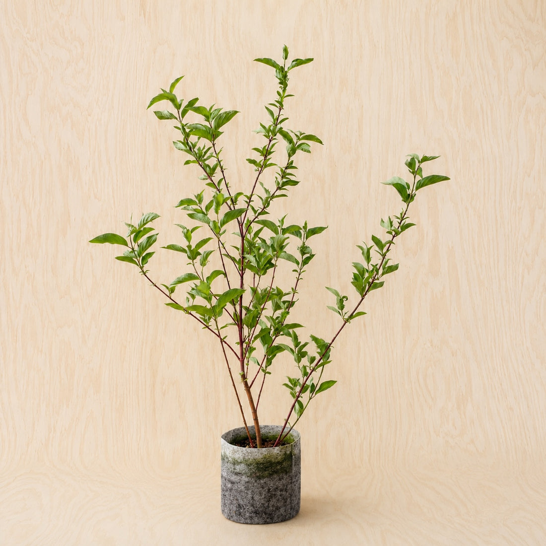 Dogwood, Red Osier (Potted)