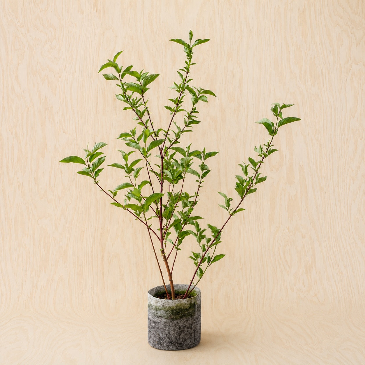 Dogwood, Red Osier (Potted)