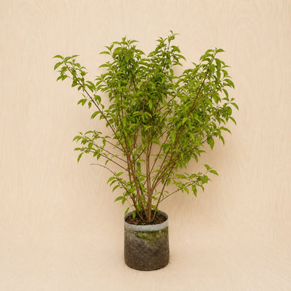 Dogwood, Silky (Potted)