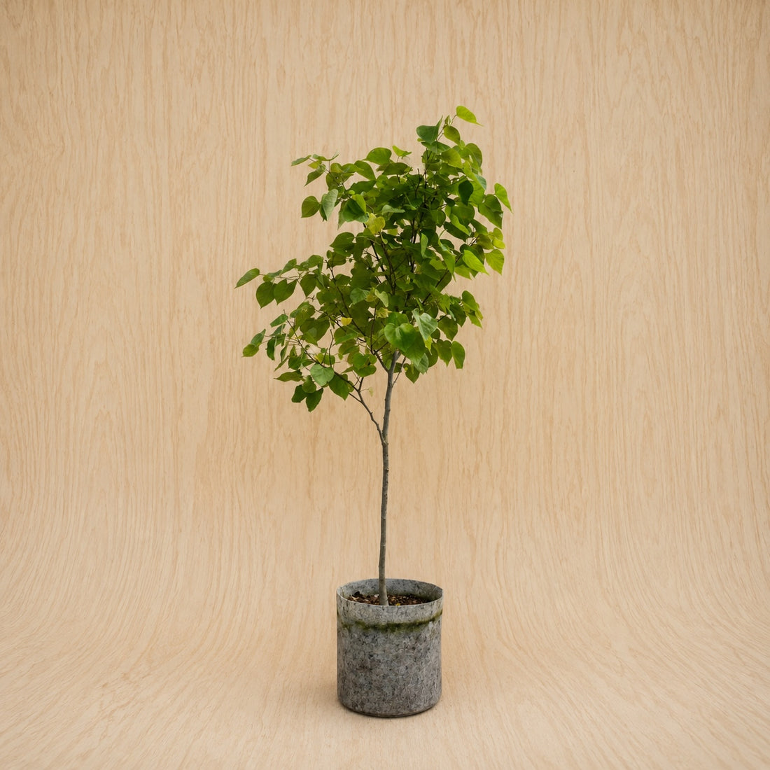 Redbud, Eastern (Potted)