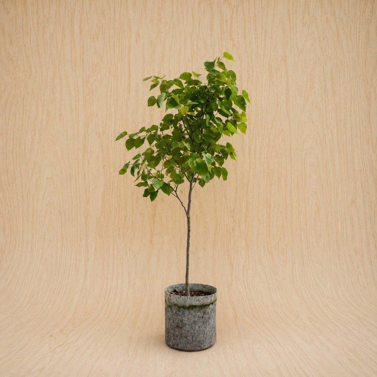 Redbud, Eastern (Potted)