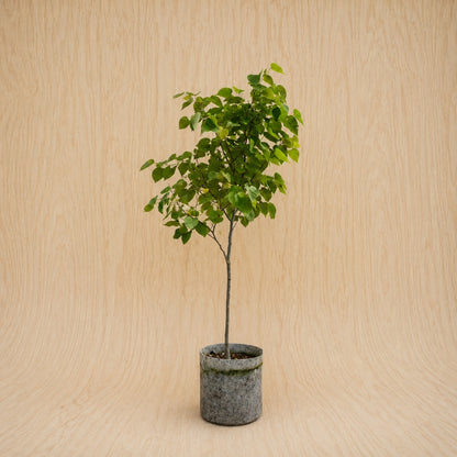Redbud, Eastern (Potted)