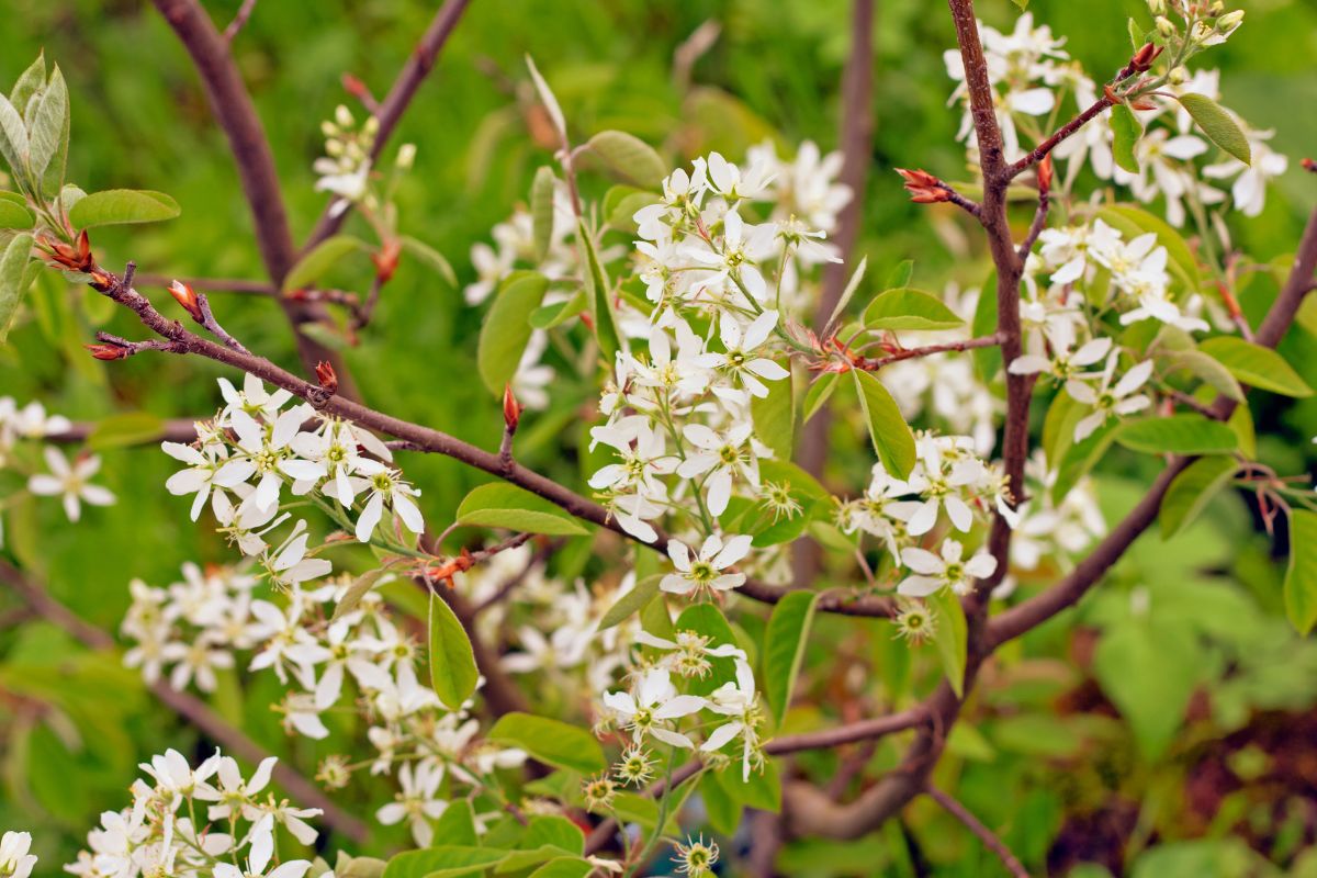 Serviceberry (Potted)
