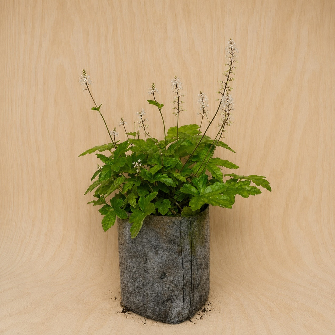 Foamflower (Potted)