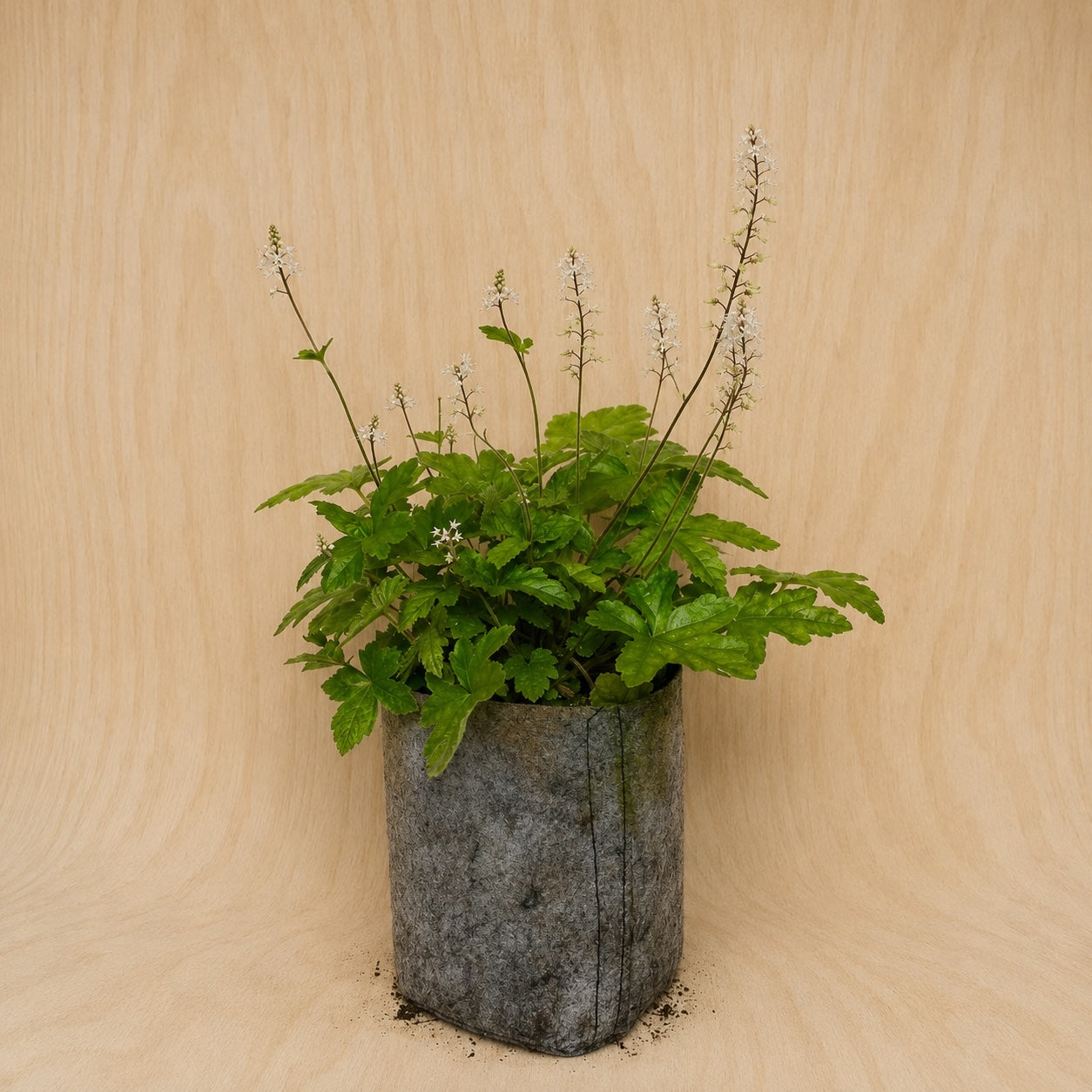 Foamflower (Potted)