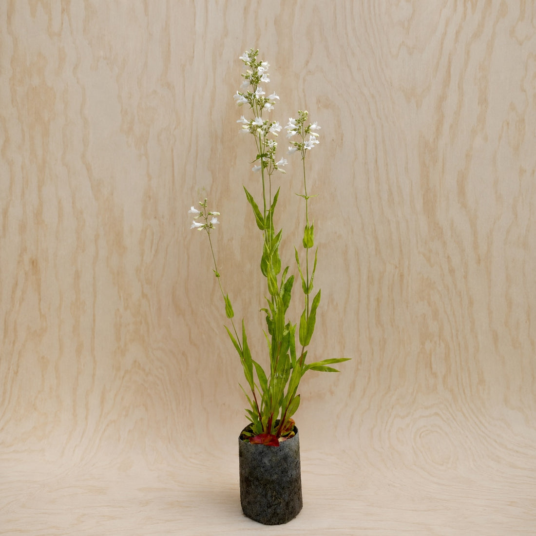 Foxglove Beardtongue (Potted)
