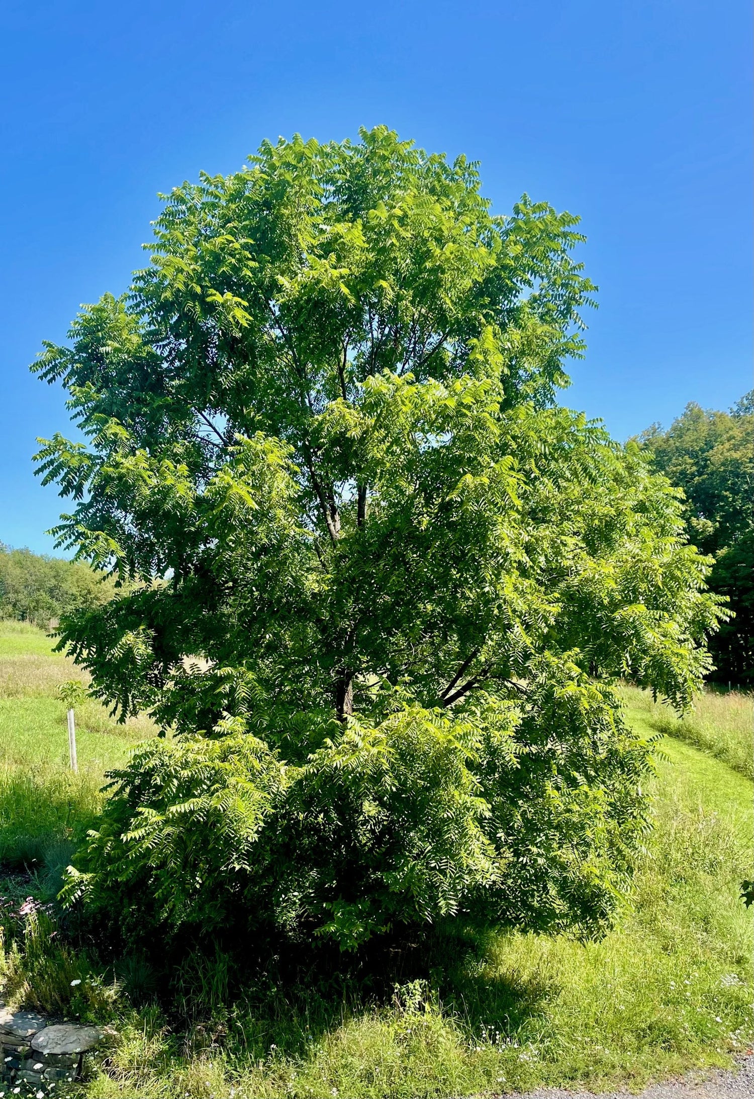 Walnut, Black (Bareroot)