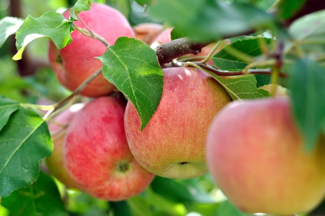 Apple, Grafted (Potted)