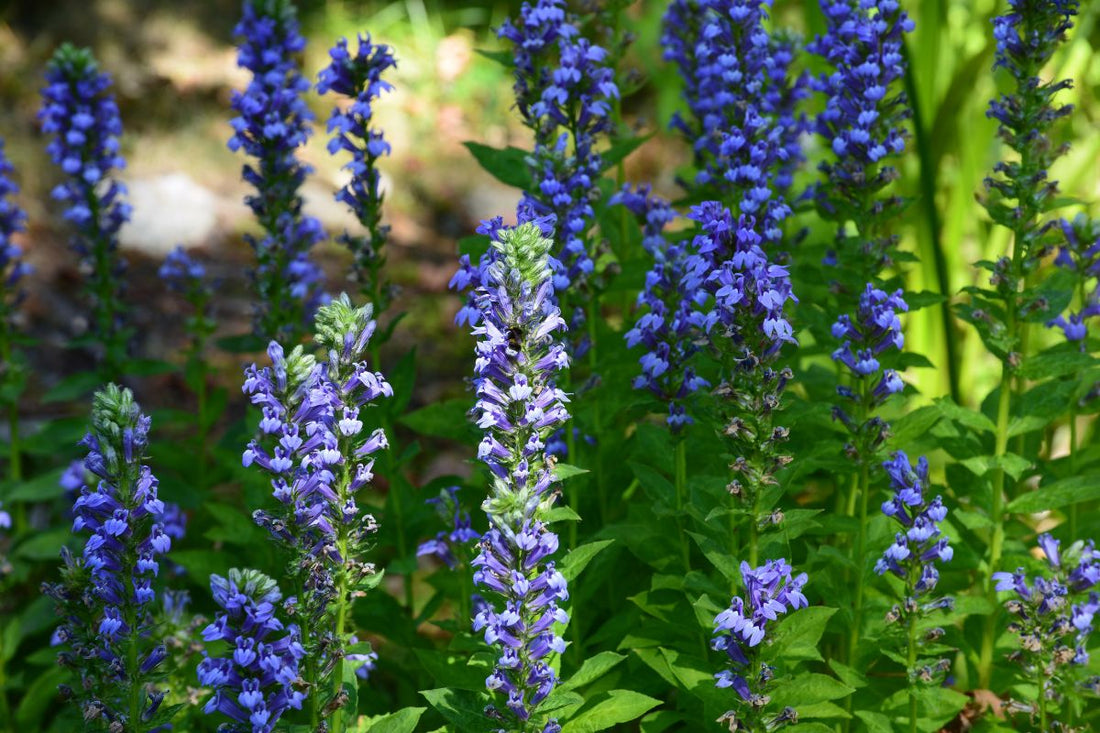 Great Blue Lobelia (Potted)
