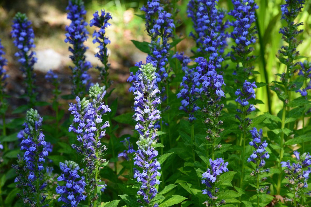 Great Blue Lobelia (Potted)