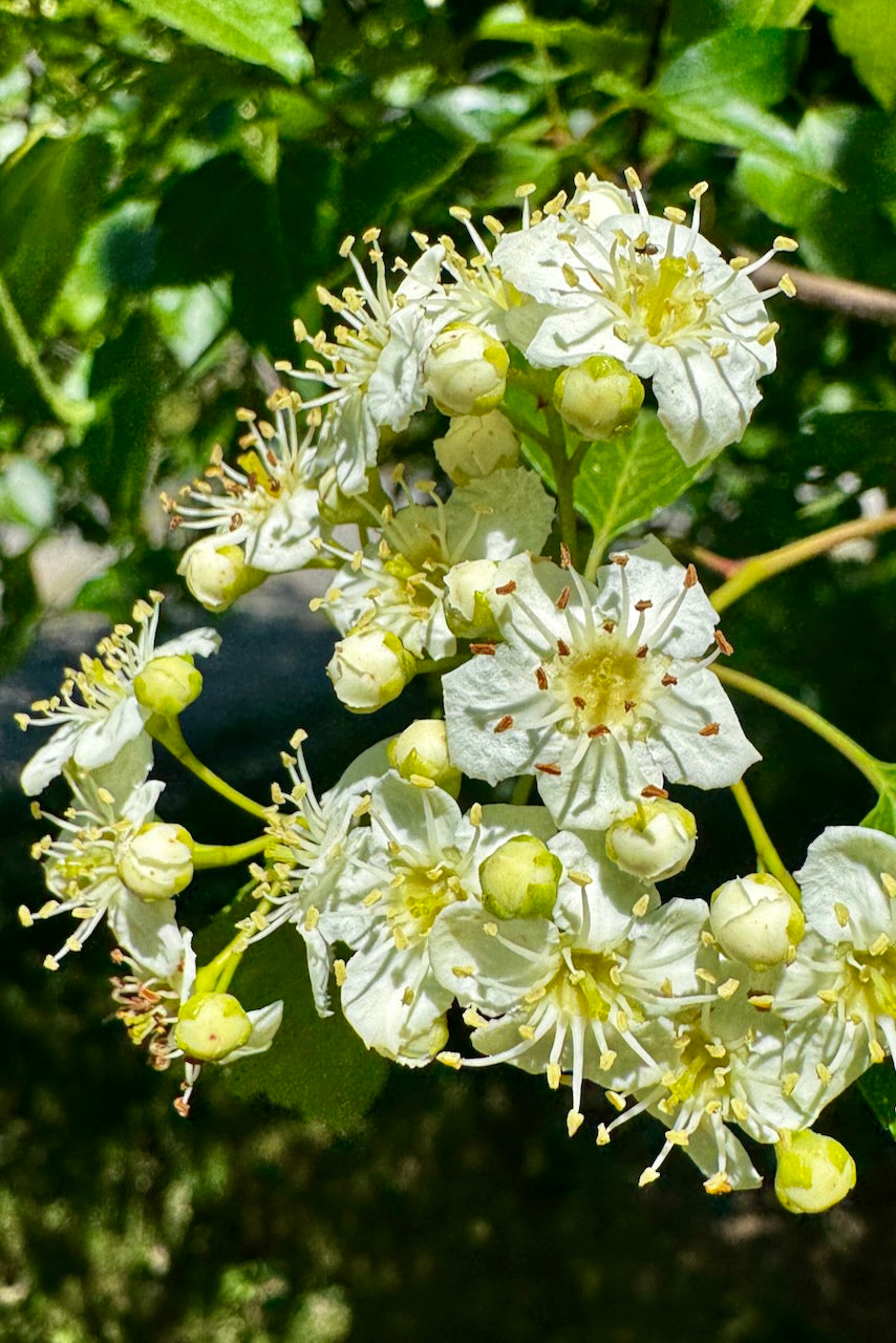Hawthorn (Potted)