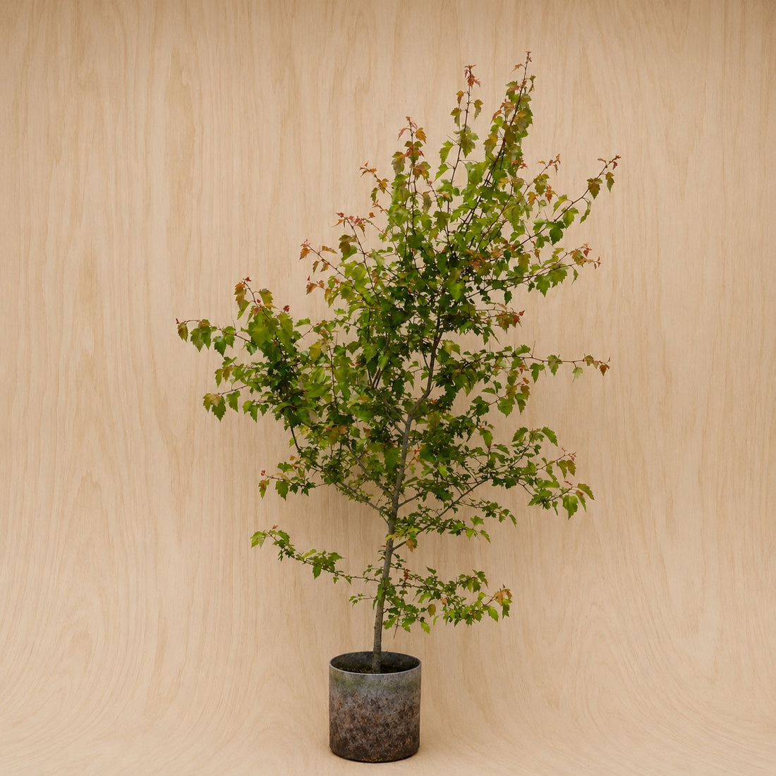 Hawthorn (Potted)