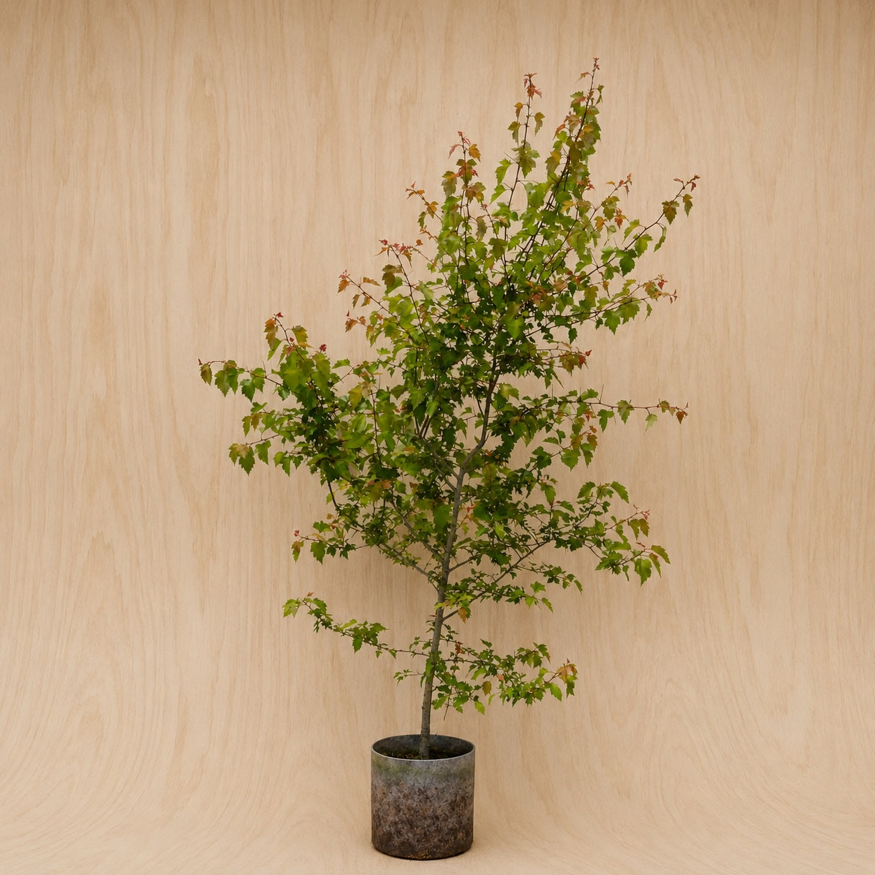 Hawthorn (Potted)