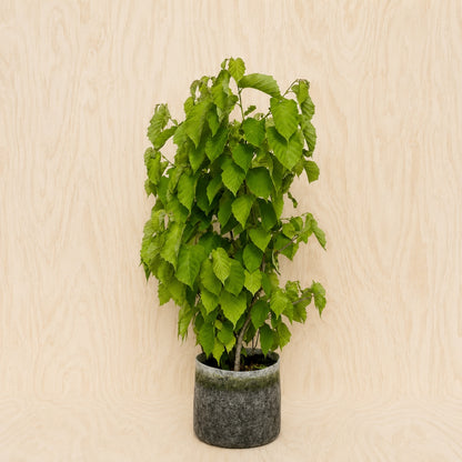 Hazelnut, American (Potted)