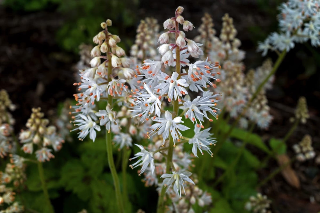 Foamflower (Potted)