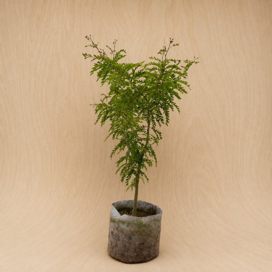 Honey Locust (Thornless) (Potted)
