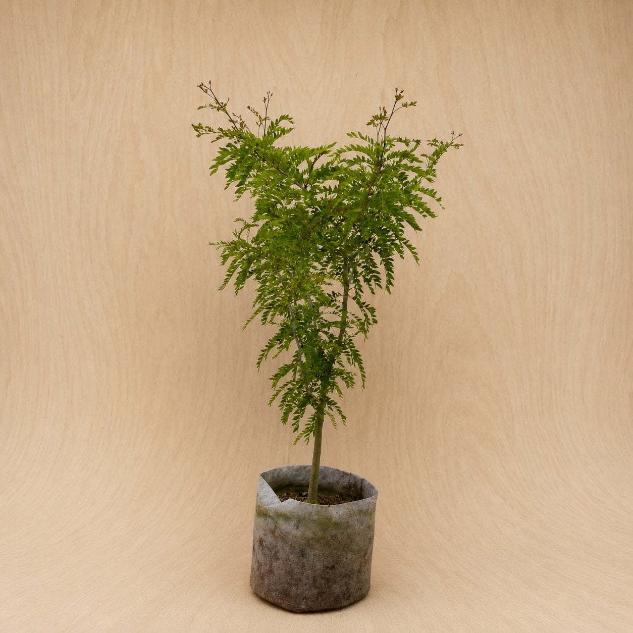 Honey Locust (Thornless) (Potted)