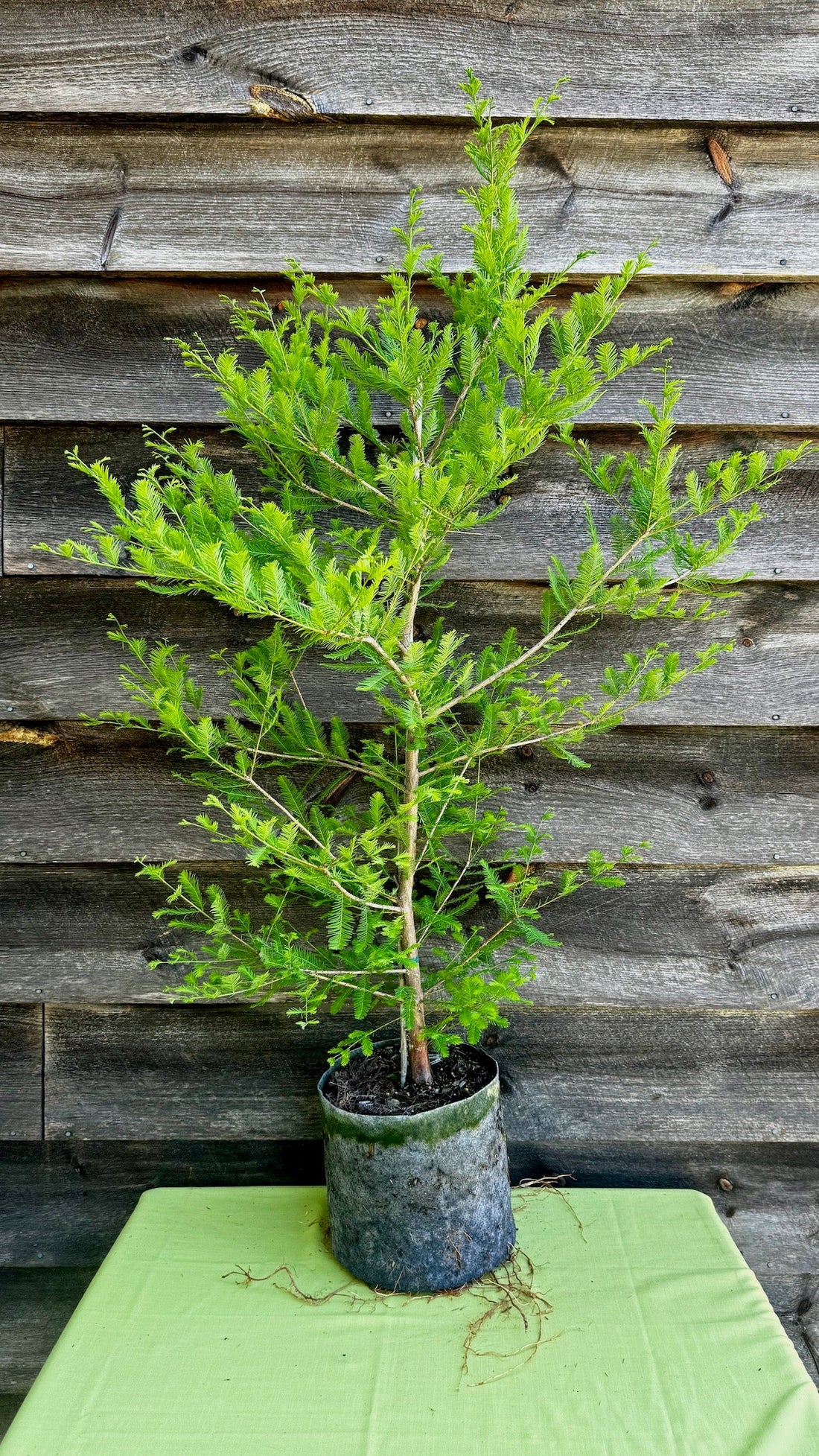 Bald Cypress (Bareroot)