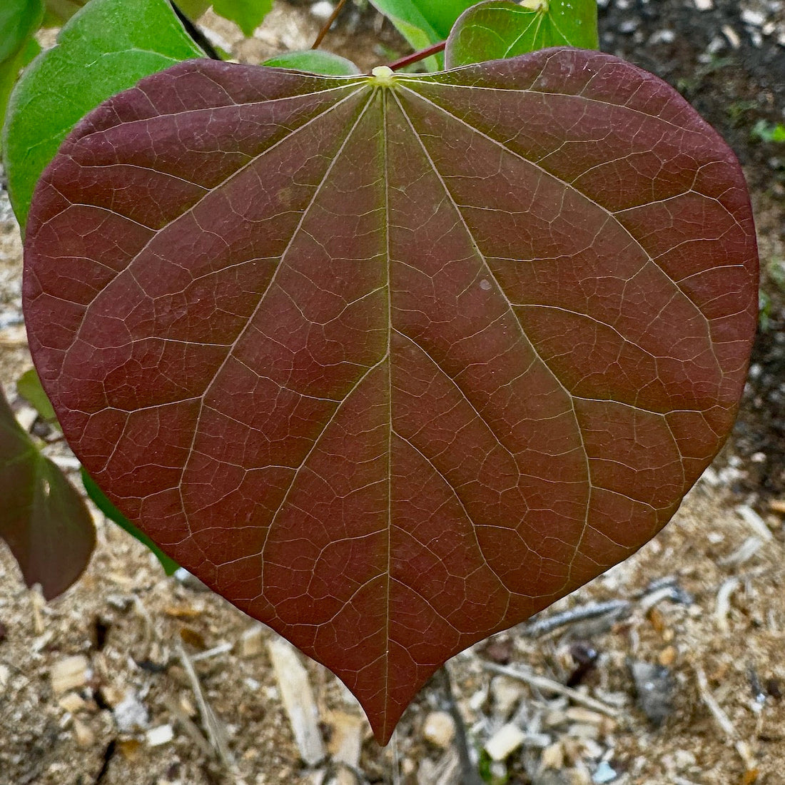 Redbud, Eastern (Bareroot)