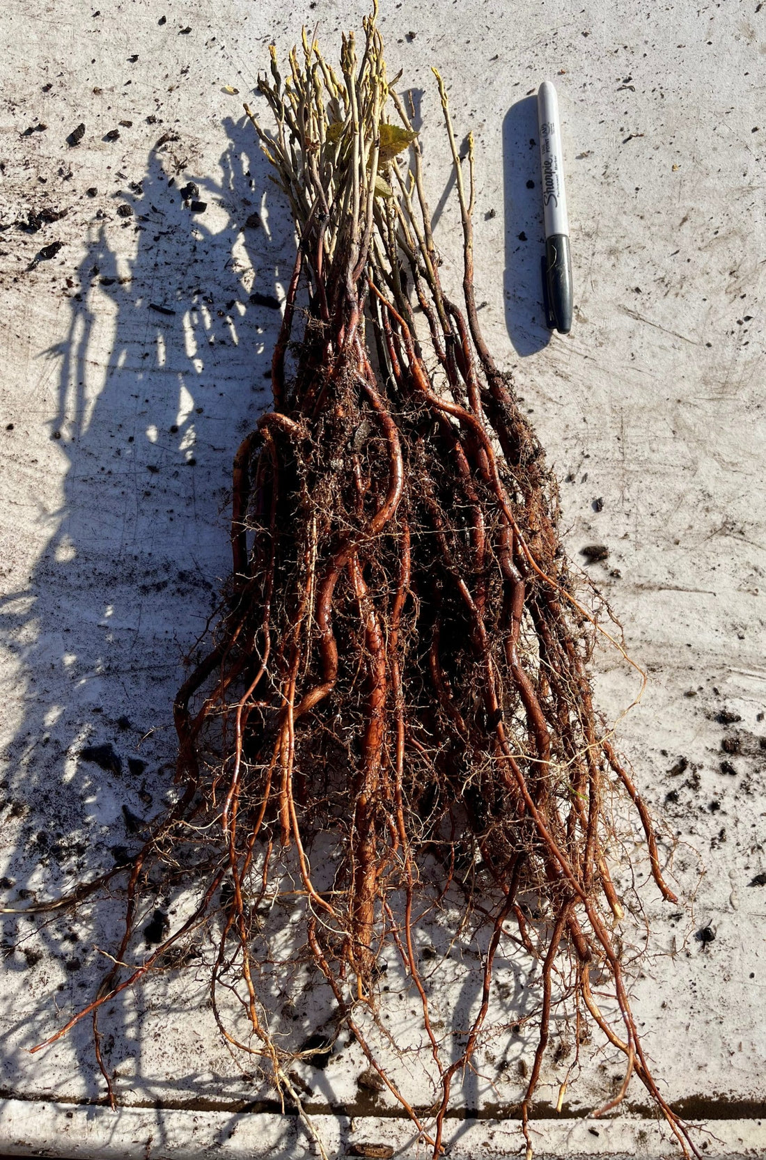 Hickory, Yellowbud (Bareroot)