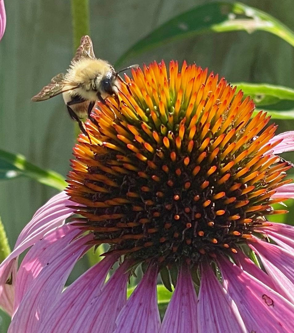 Purple Coneflower (Potted)