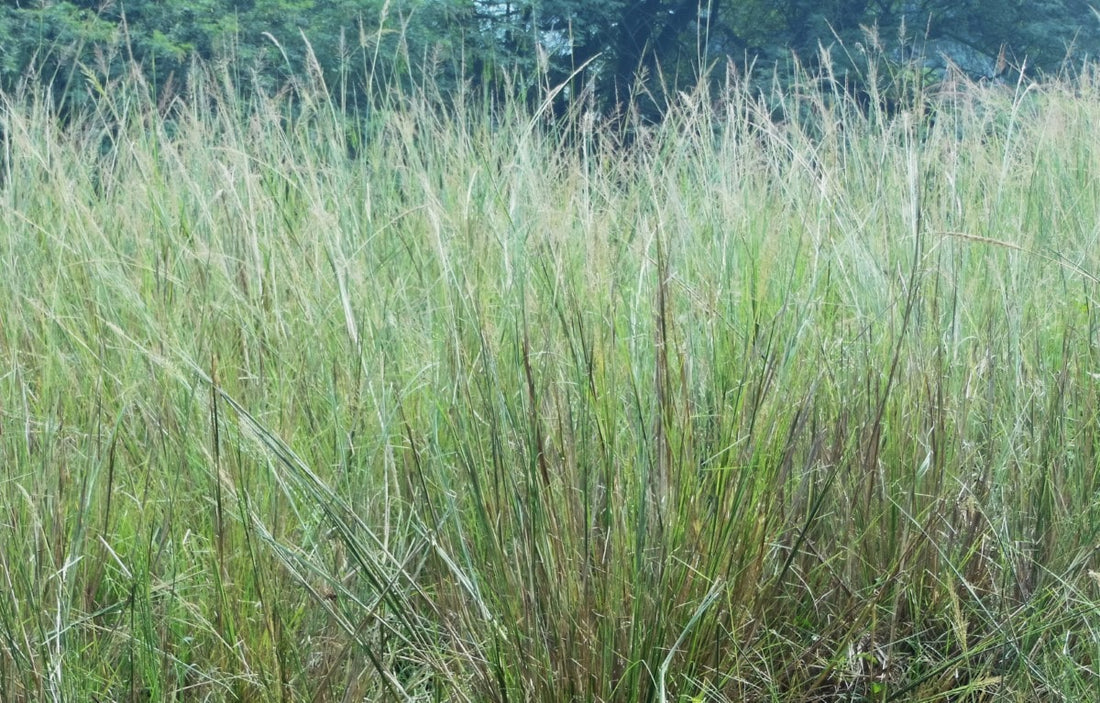 Indiangrass (Potted)