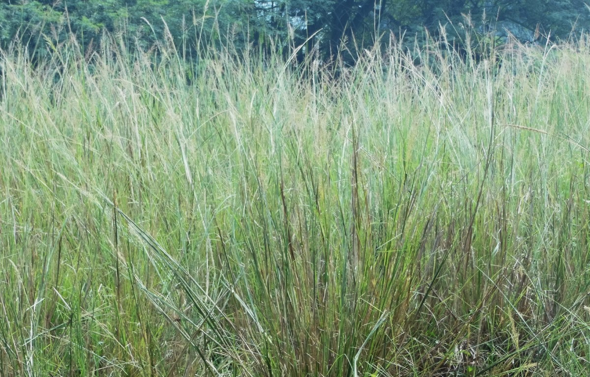 Indiangrass (Potted)